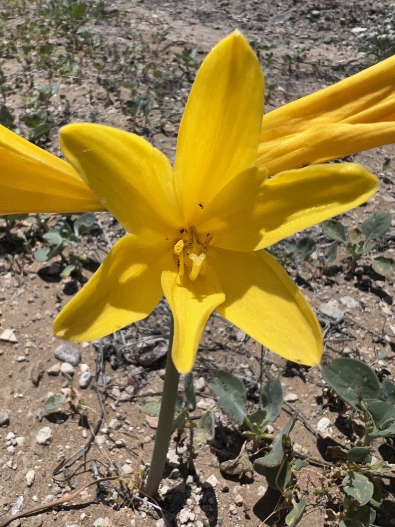 Zephyranthes bagnoldii photo 3
