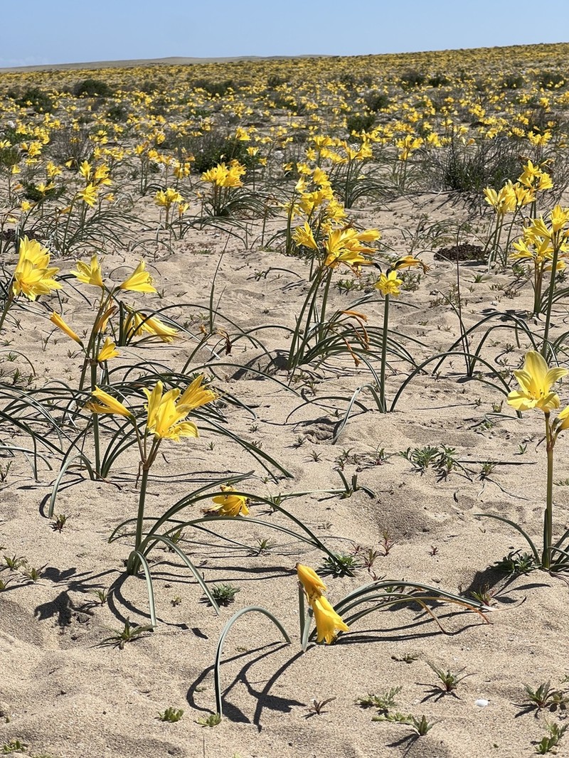 Zephyranthes bagnoldii photo 4