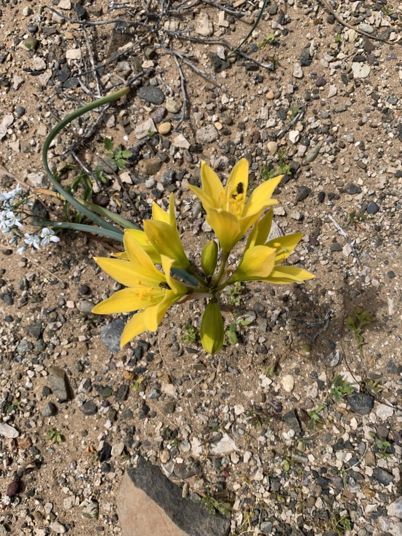 Zephyranthes bagnoldii photo 5