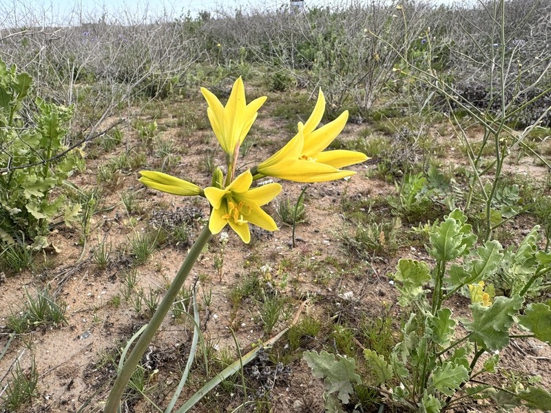 Zephyranthes bagnoldii photo 7