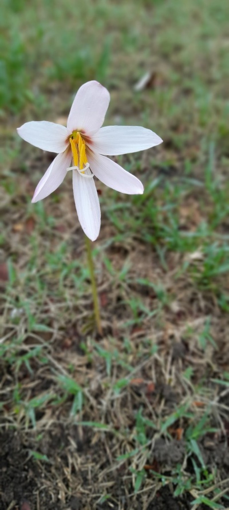 Zephyranthes barrosiana