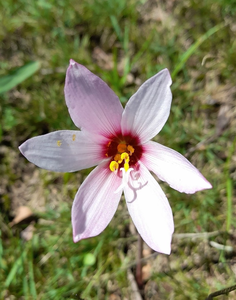 Zephyranthes barrosiana photo 2