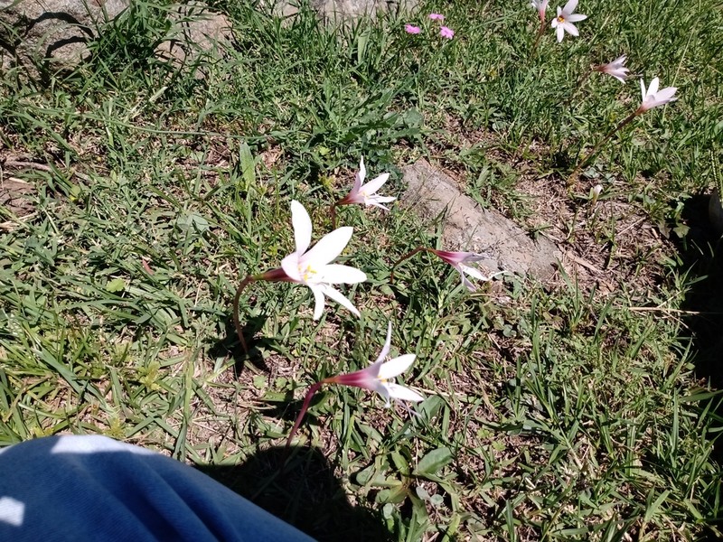 Zephyranthes barrosiana photo 3