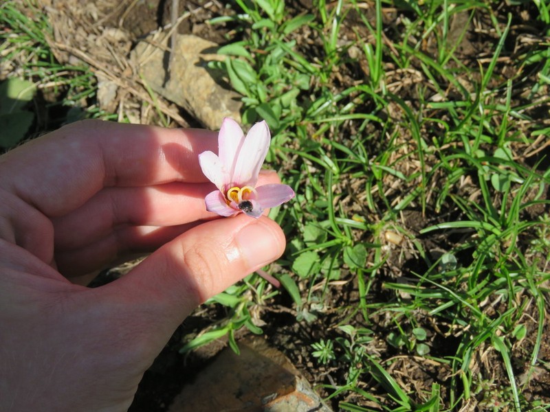 Zephyranthes barrosiana photo 4