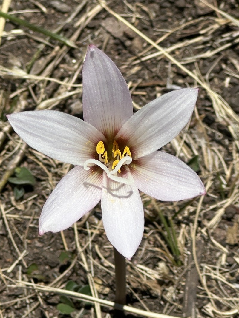 Zephyranthes barrosiana photo 5