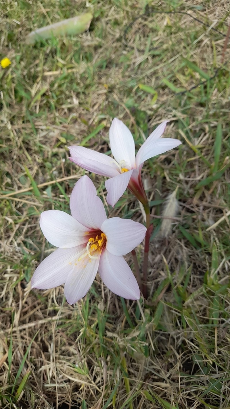 Zephyranthes barrosiana photo 6