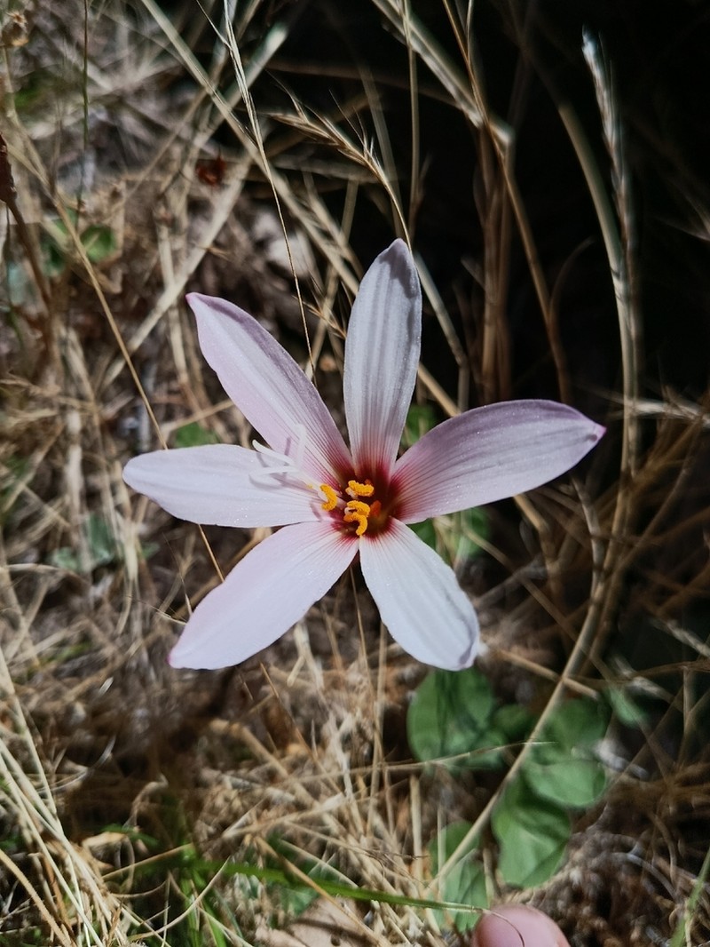 Zephyranthes barrosiana photo 7