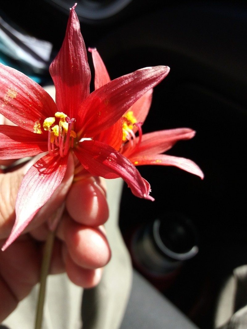 Zephyranthes bifida