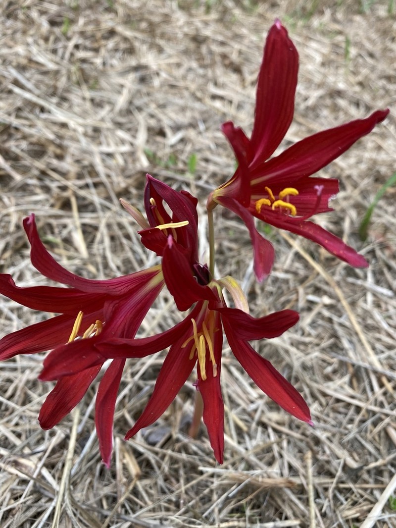 Zephyranthes bifida photo 2