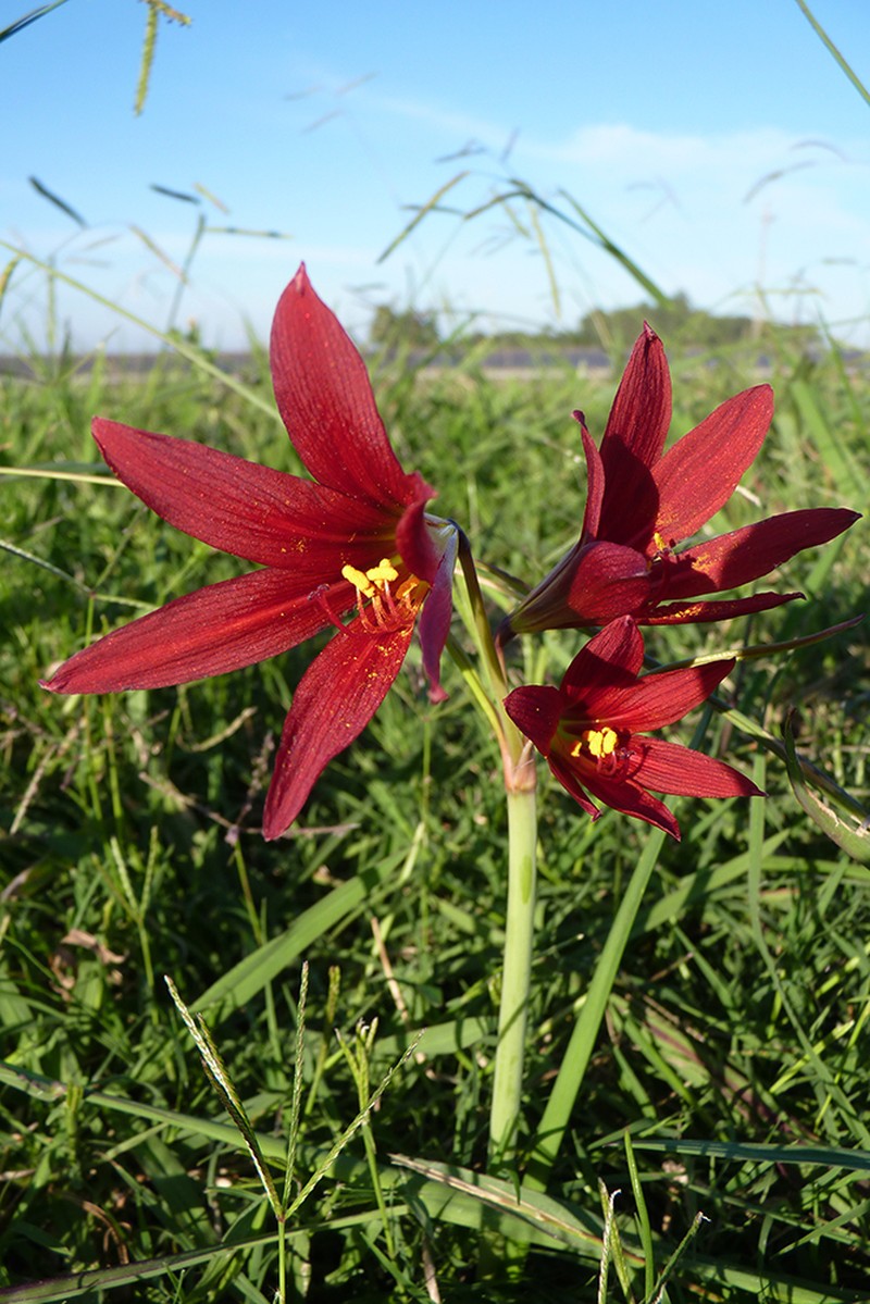 Zephyranthes bifida photo 3