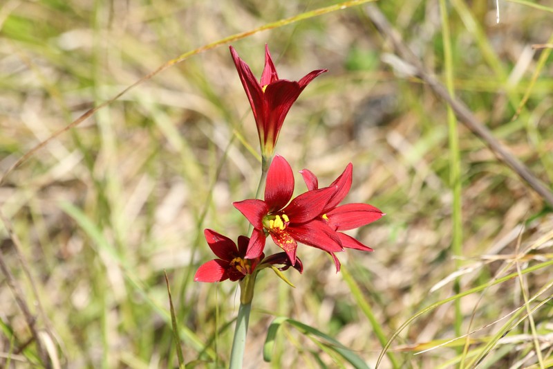 Zephyranthes bifida photo 4