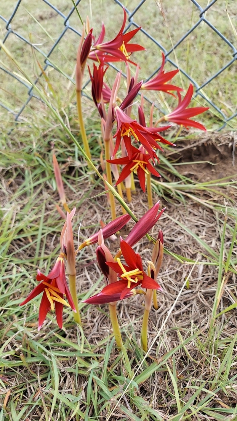 Zephyranthes bifida photo 5