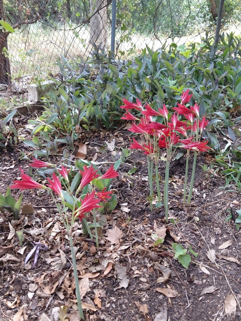 Zephyranthes bifida photo 6