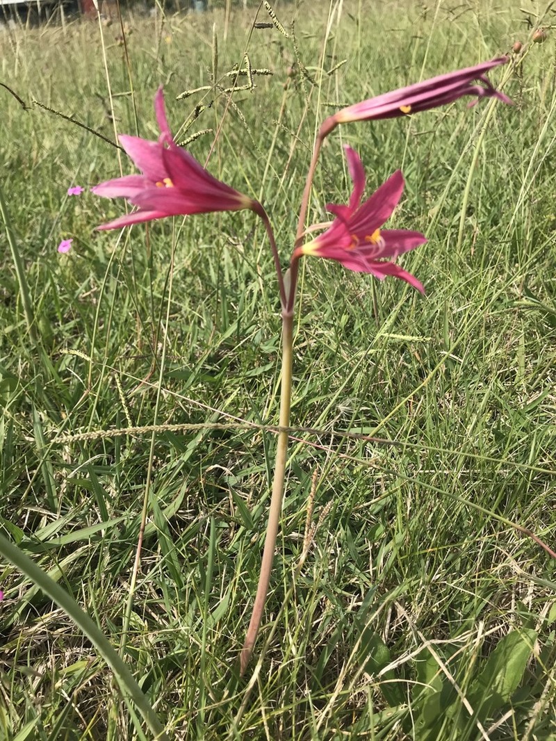 Zephyranthes bifida photo 7