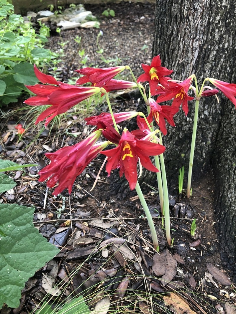 Zephyranthes bifida photo 8