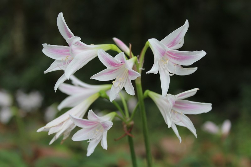 Zephyranthes blumenavia