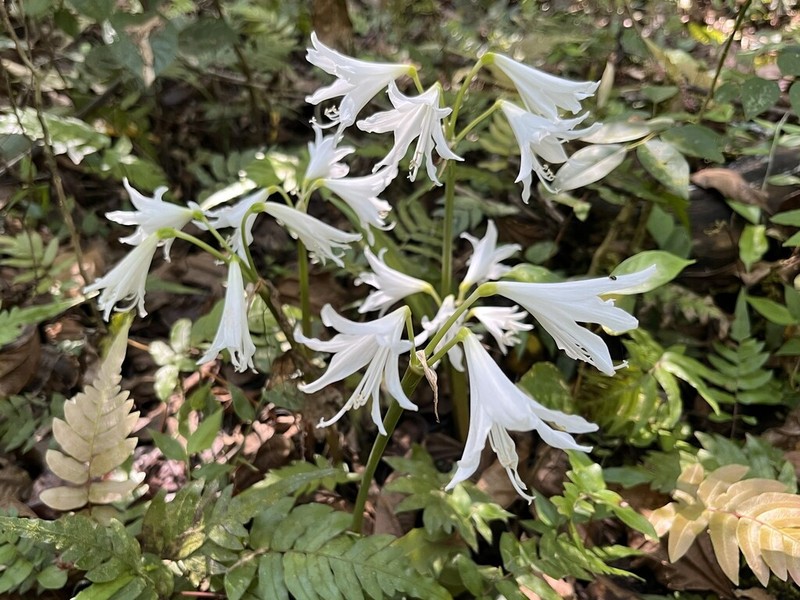 Zephyranthes blumenavia photo 2
