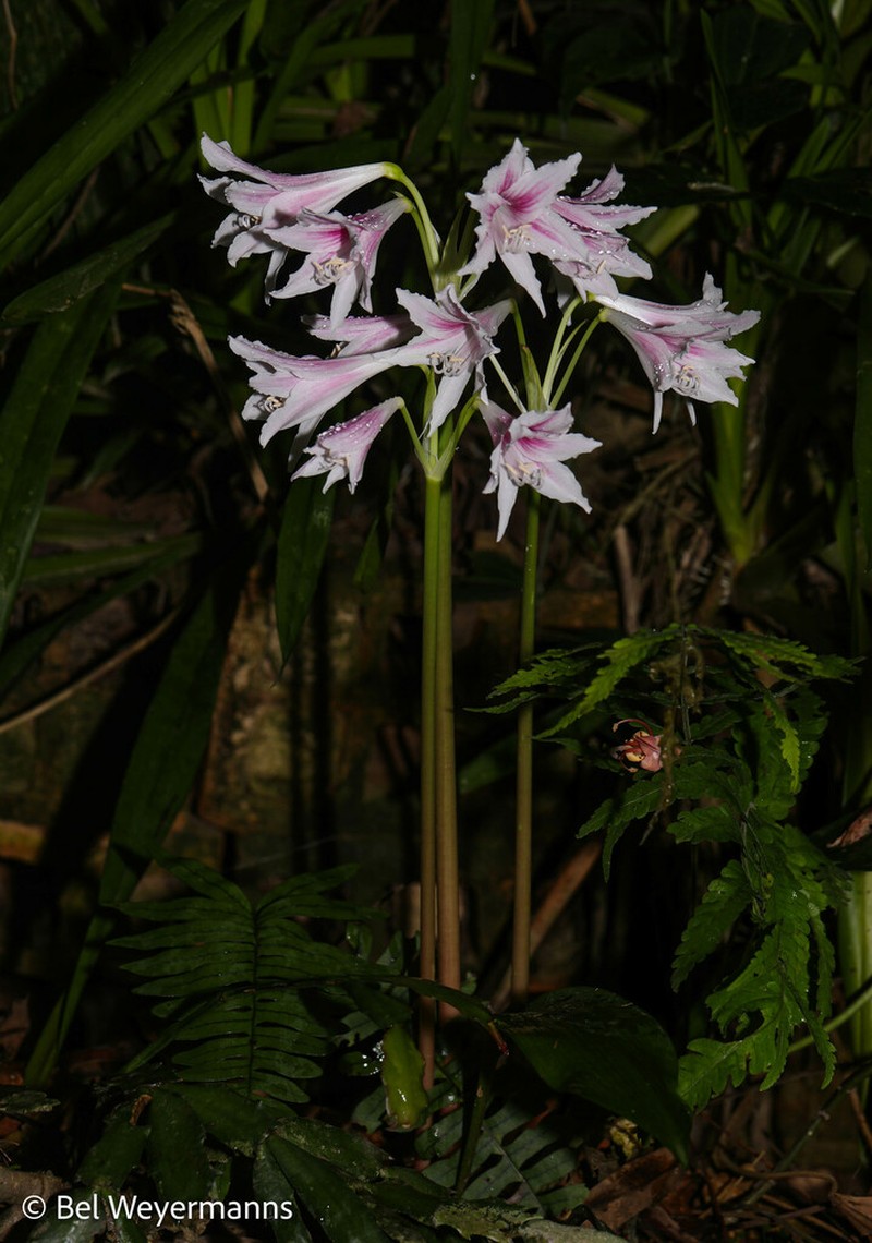 Zephyranthes blumenavia photo 3