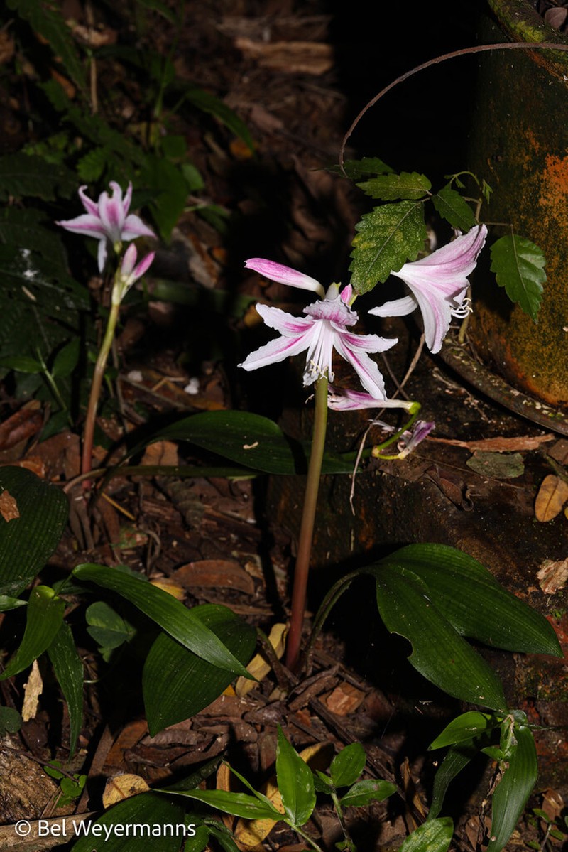 Zephyranthes blumenavia photo 4