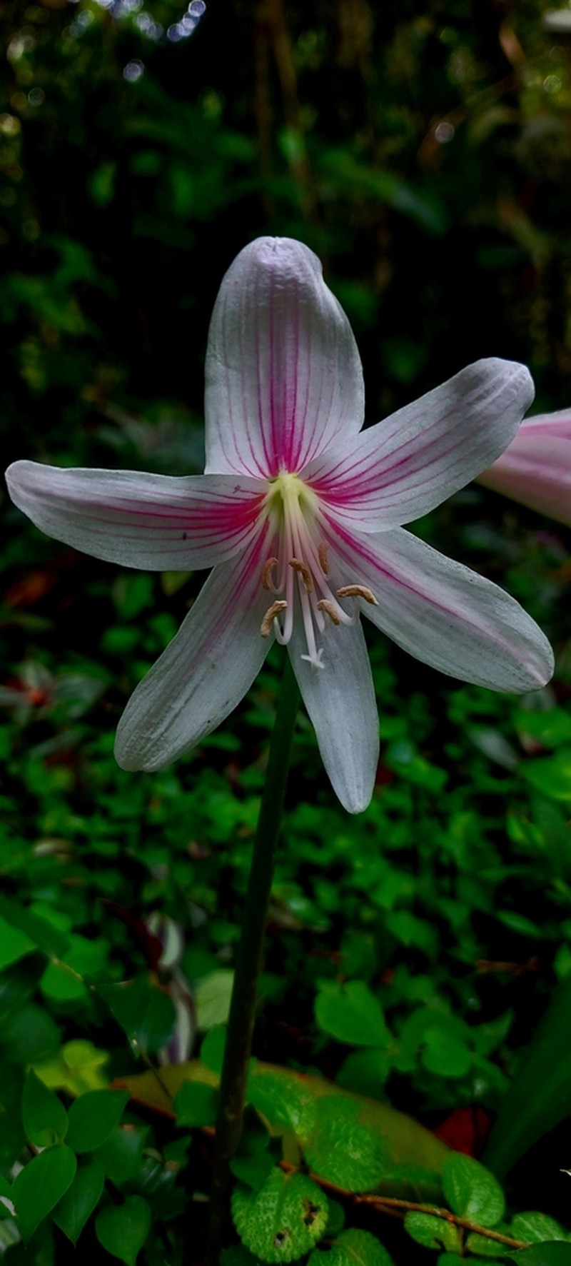 Zephyranthes blumenavia photo 5