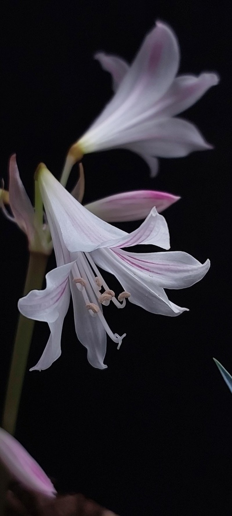 Zephyranthes blumenavia photo 6
