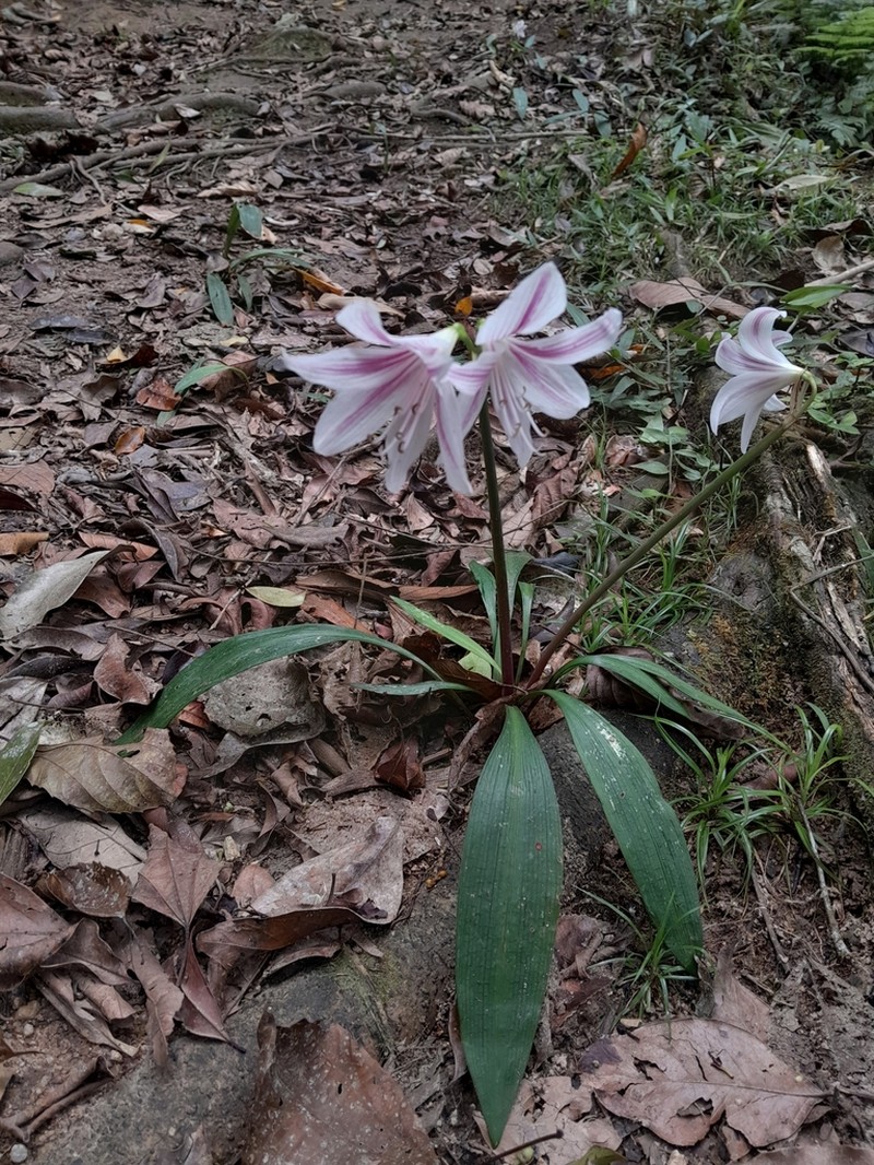 Zephyranthes blumenavia photo 7
