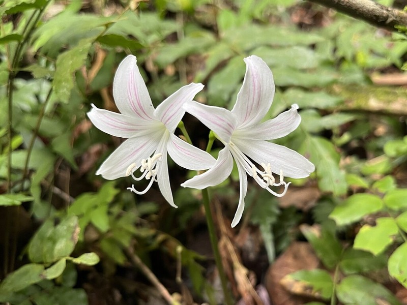 Zephyranthes blumenavia photo 8