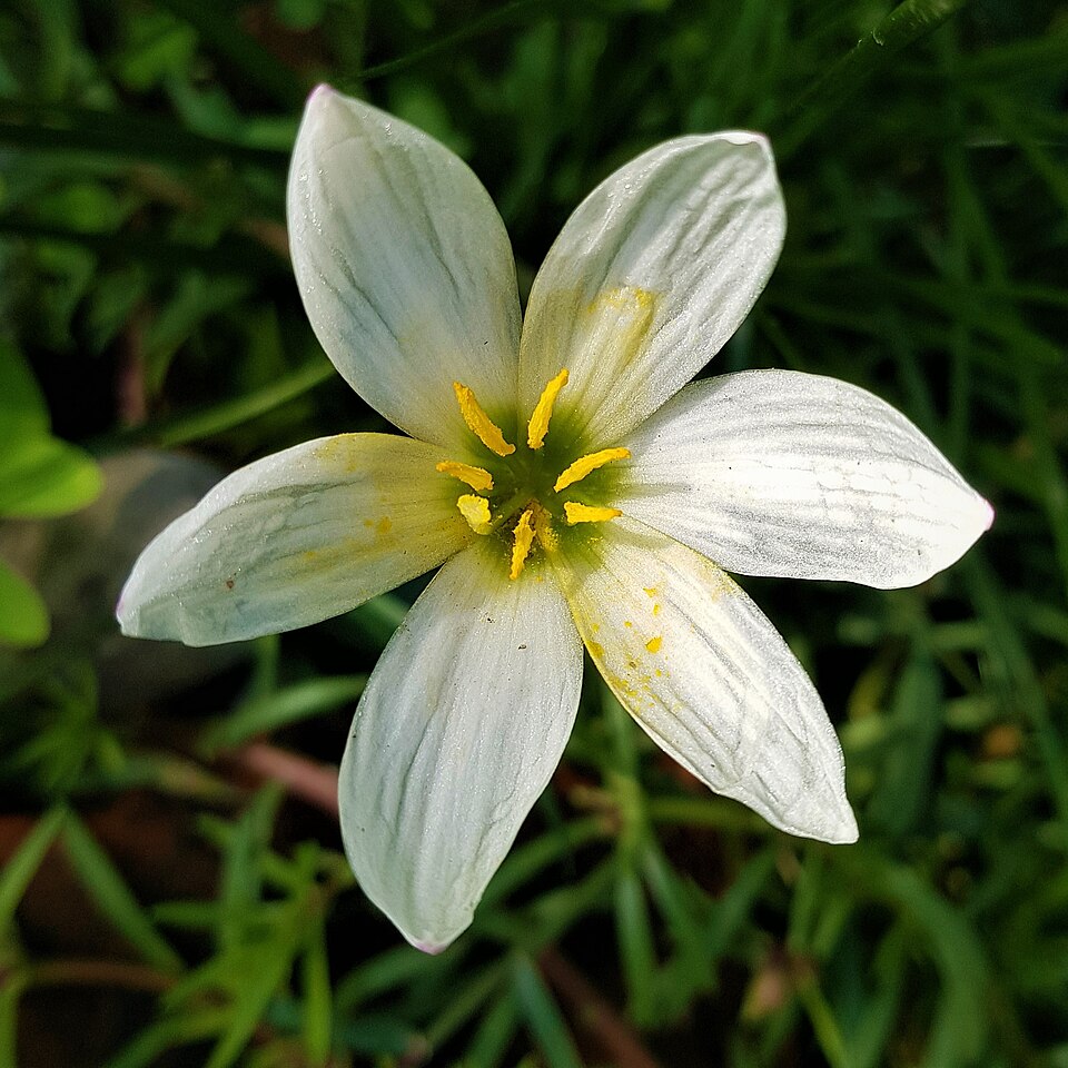 Autumn Zephyrlily photo 5
