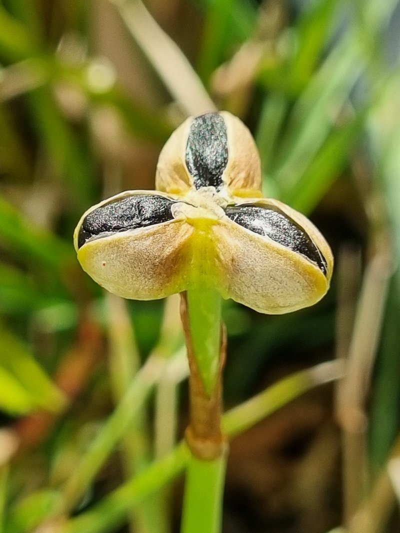 Autumn Zephyrlily photo 6