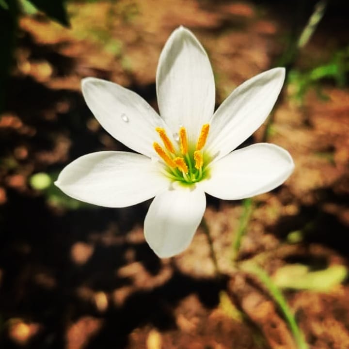 Autumn Zephyrlily photo 7