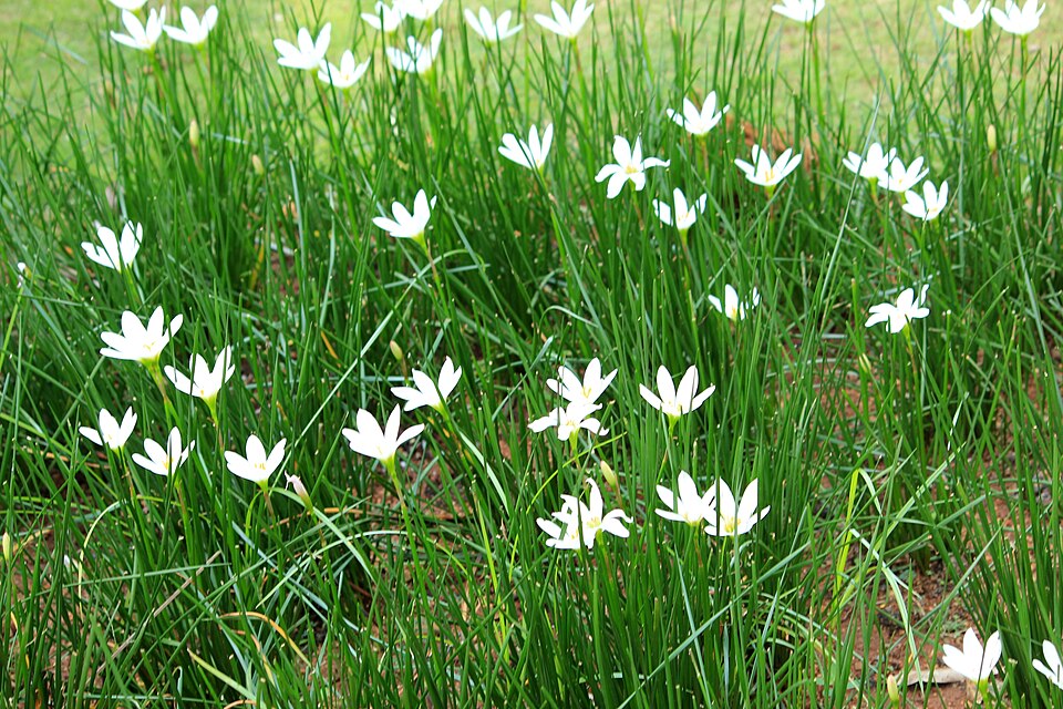 Autumn Zephyrlily photo 8