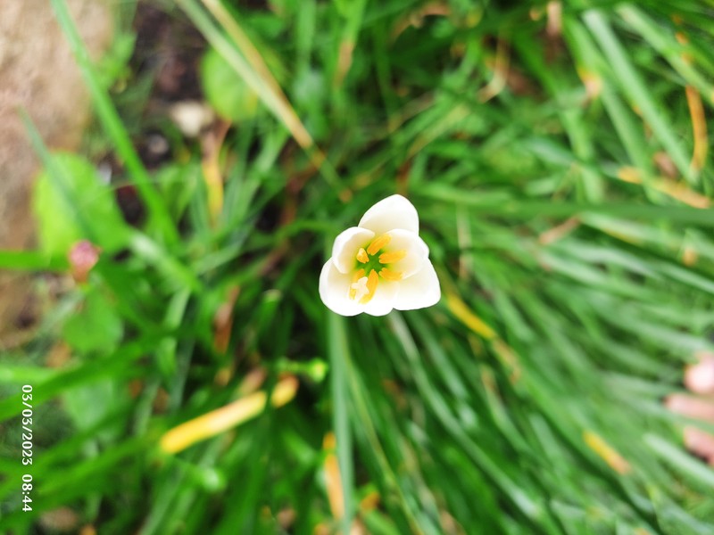 Autumn Zephyrlily photo 2