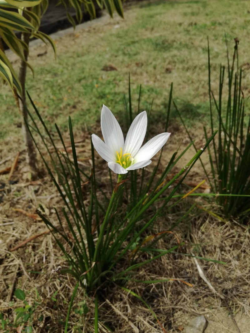 Autumn Zephyrlily photo 3