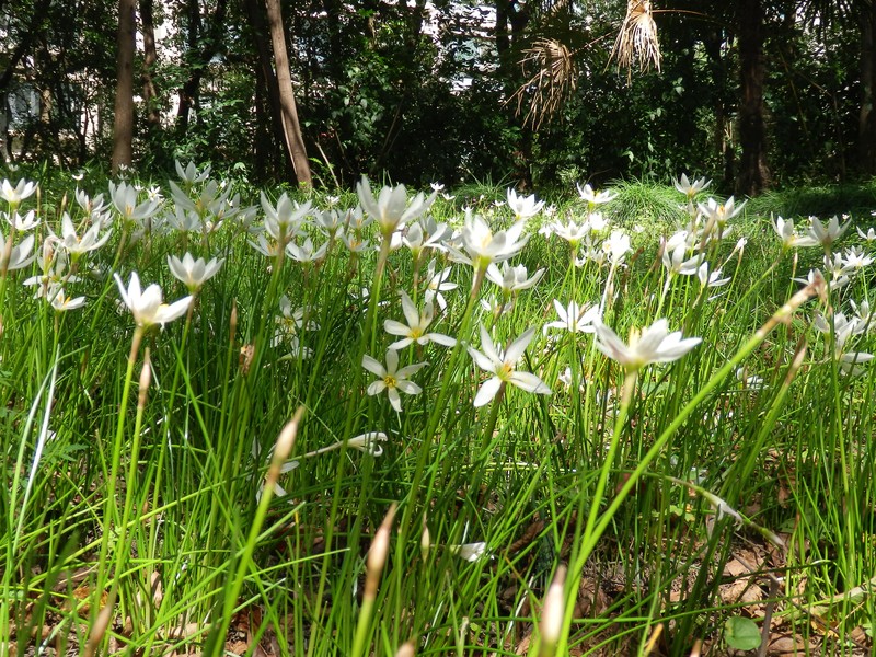 Autumn Zephyrlily photo 4
