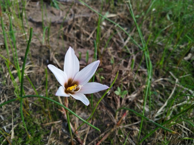 Zephyranthes chacoensis