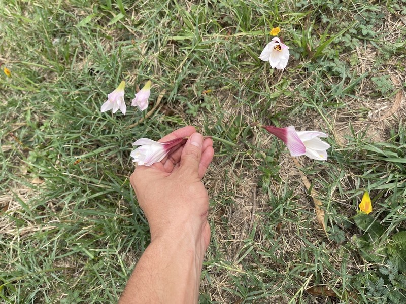 Zephyranthes chacoensis photo 2