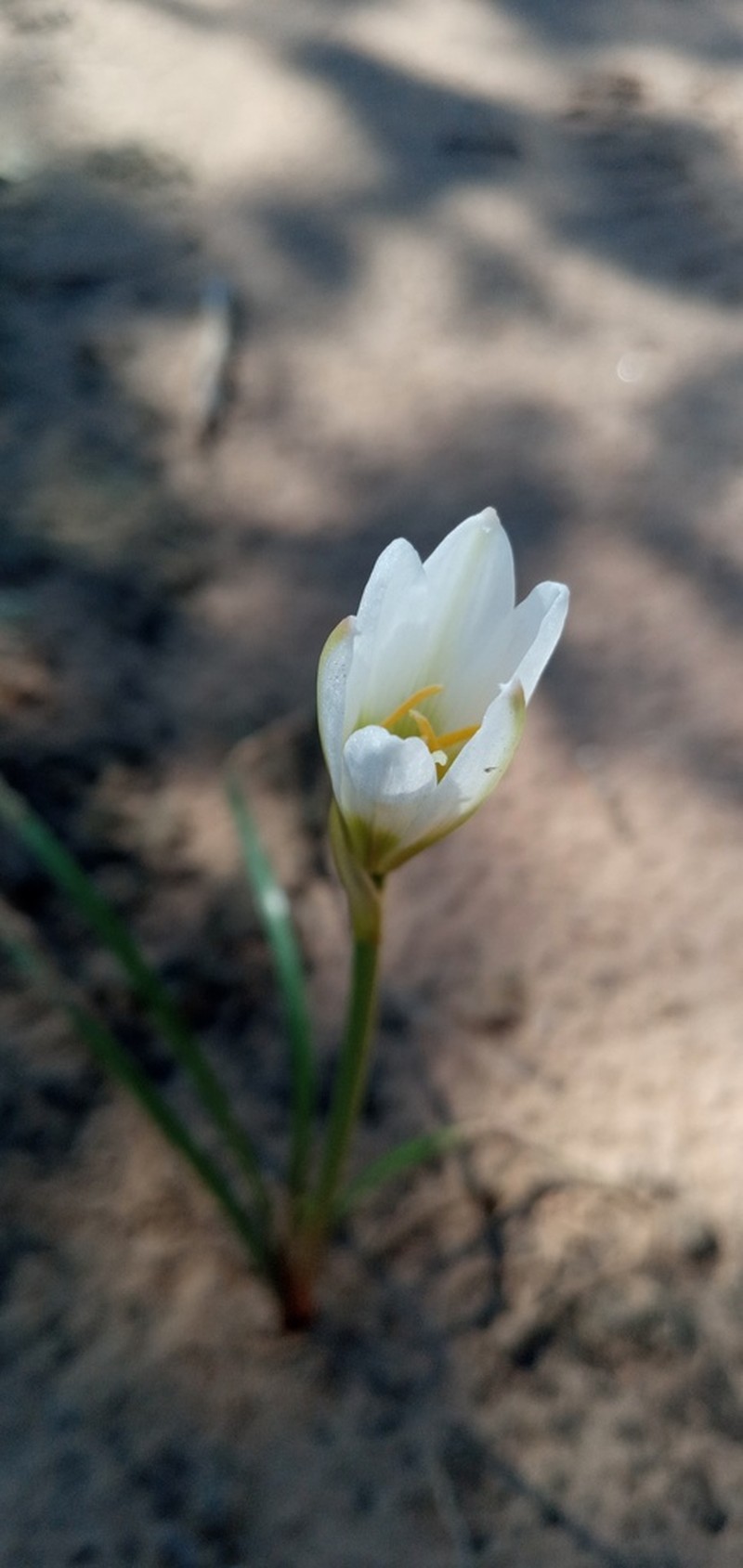 Zephyranthes chacoensis photo 3