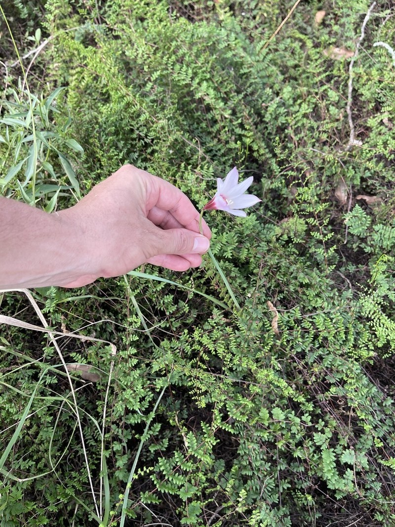 Zephyranthes chacoensis photo 4