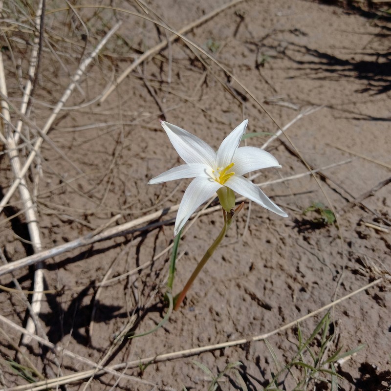 Zephyranthes chacoensis photo 5