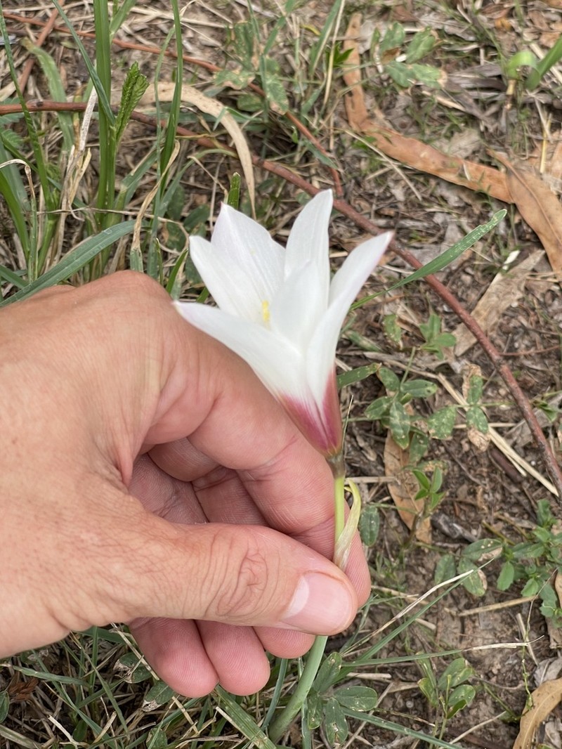 Zephyranthes chacoensis photo 6
