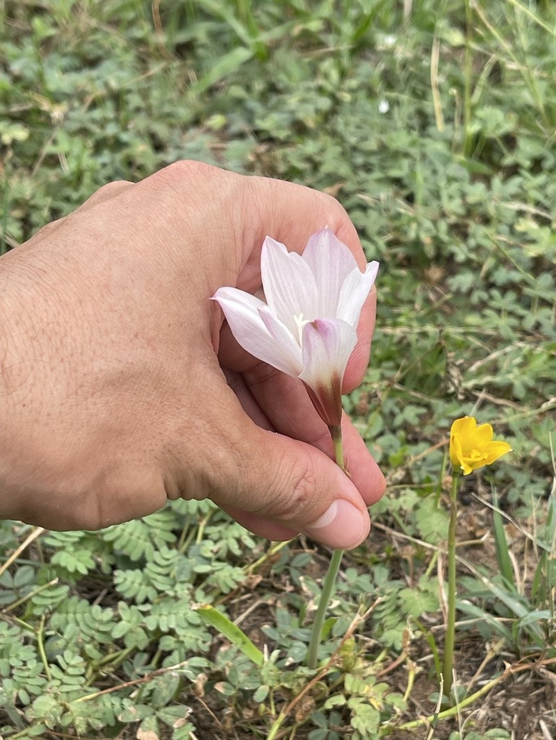 Zephyranthes chacoensis photo 7