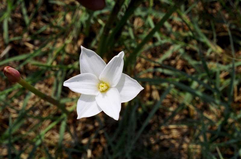 Evening Rainlily
