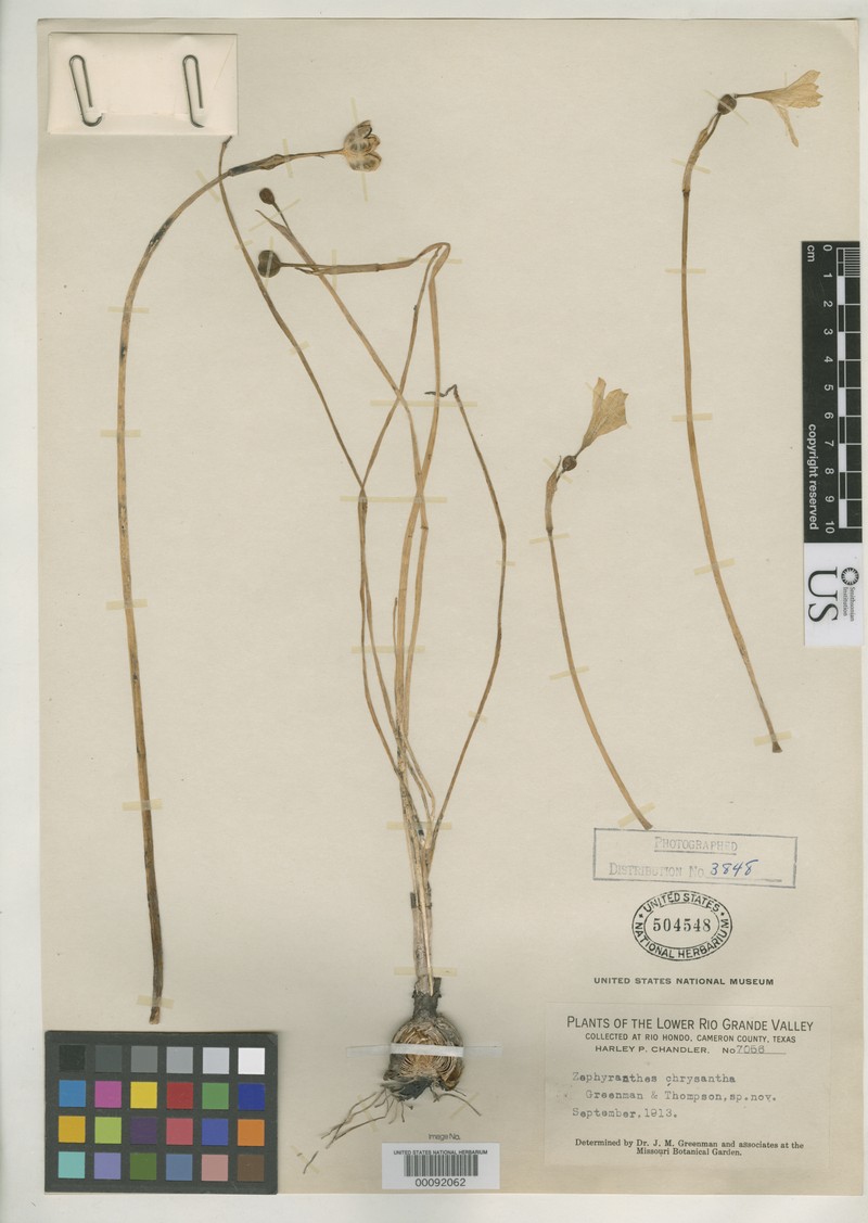 Zephyranthes chrysantha