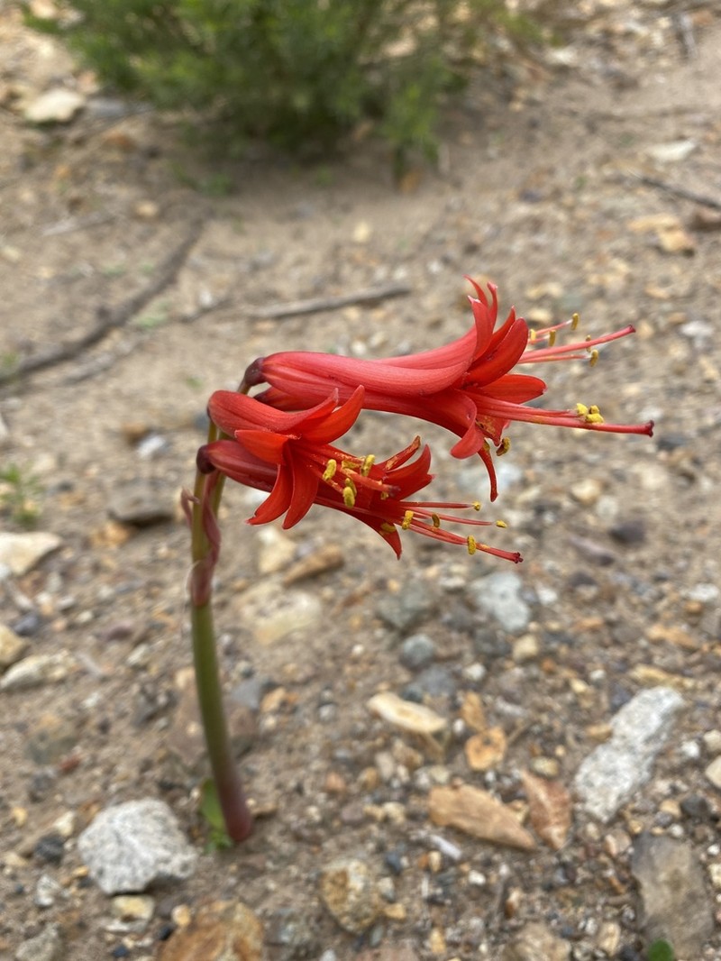 Zephyranthes cisandina photo 2