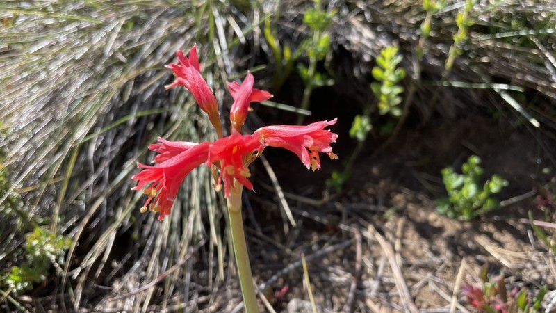 Zephyranthes cisandina photo 3
