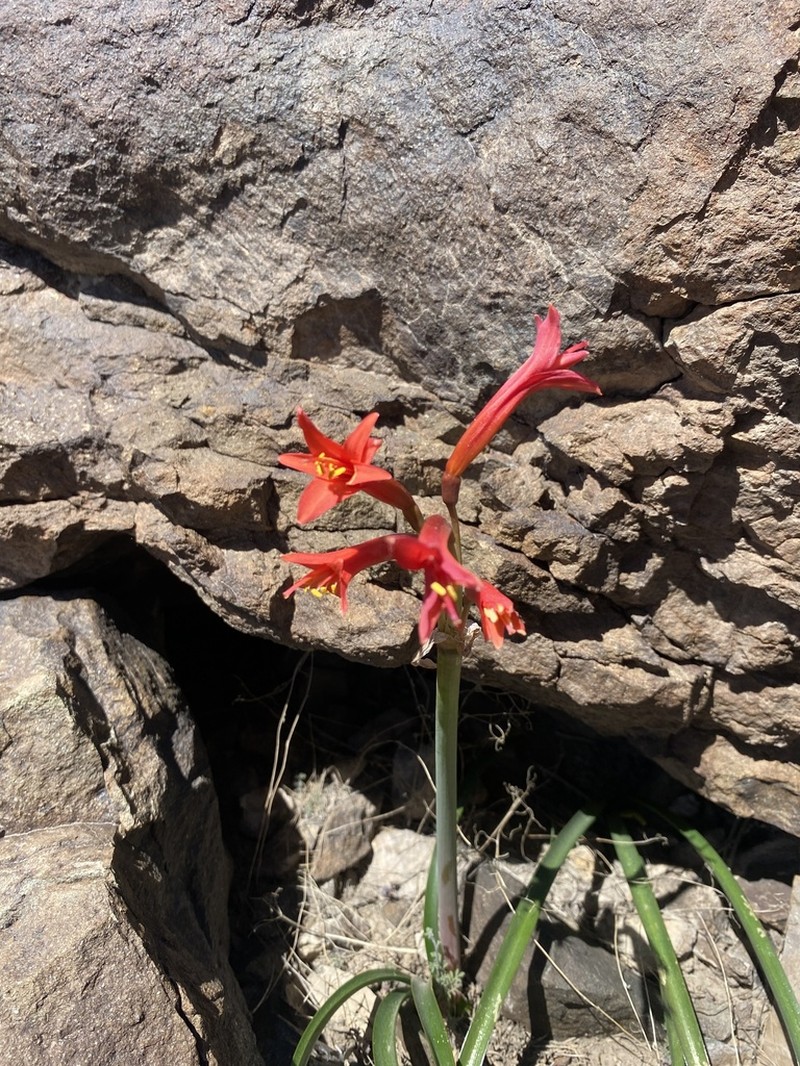 Zephyranthes cisandina photo 4