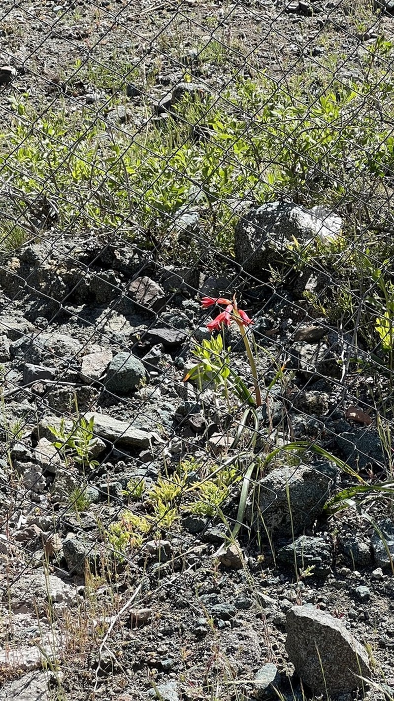 Zephyranthes cisandina photo 5