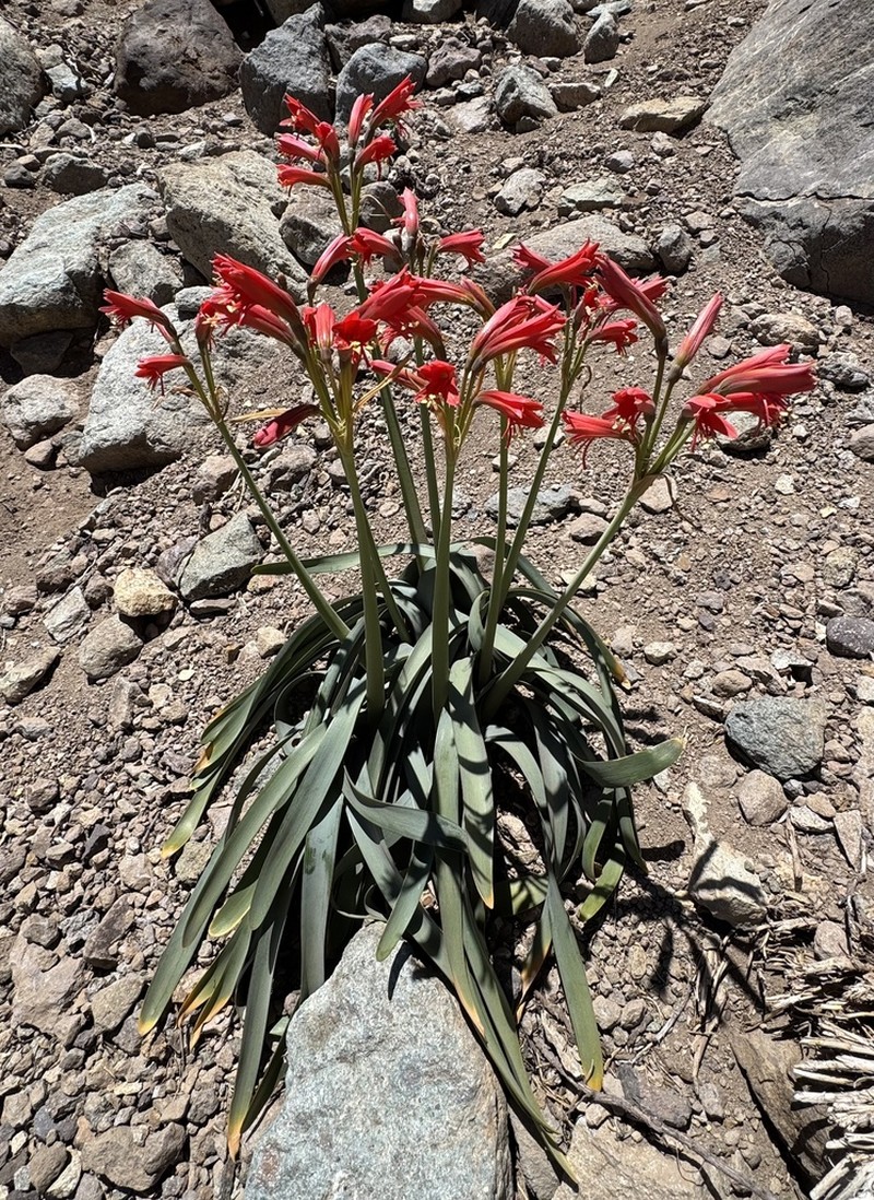 Zephyranthes cisandina photo 6