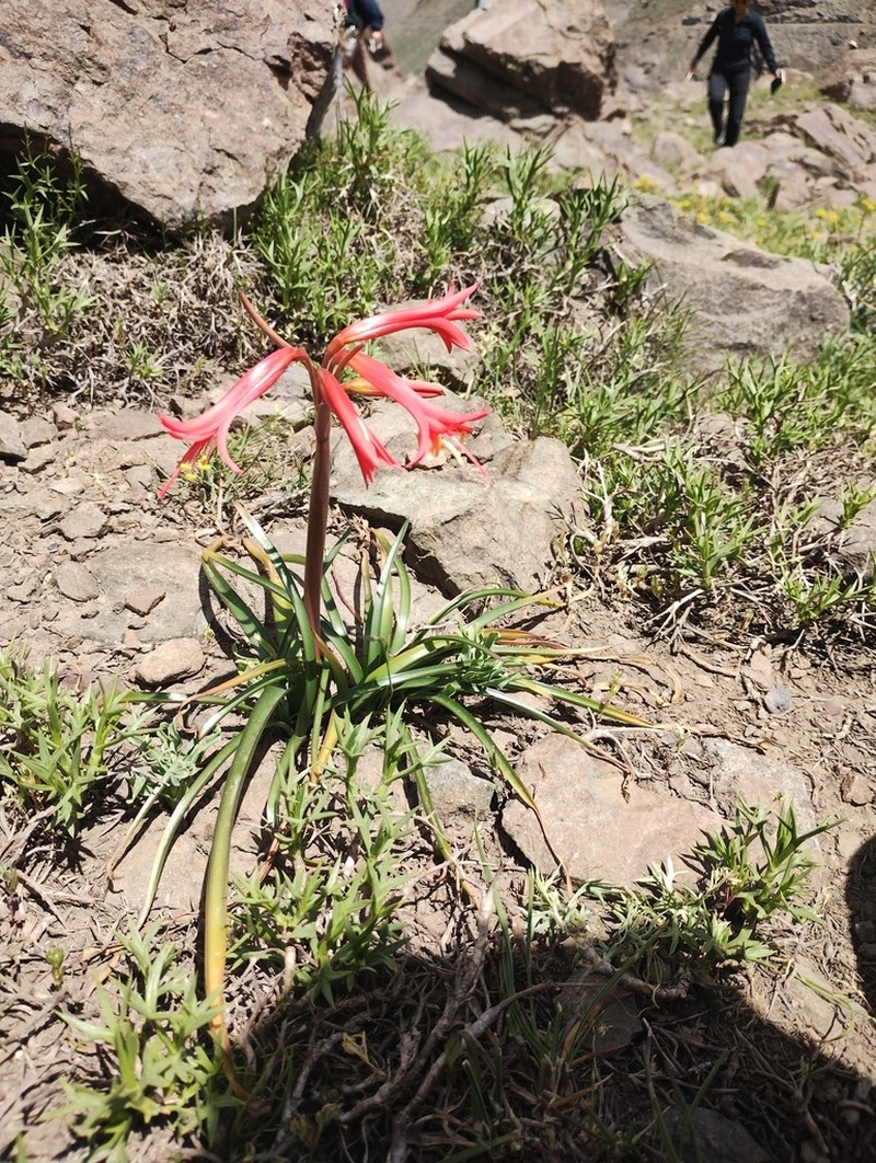Zephyranthes cisandina photo 7