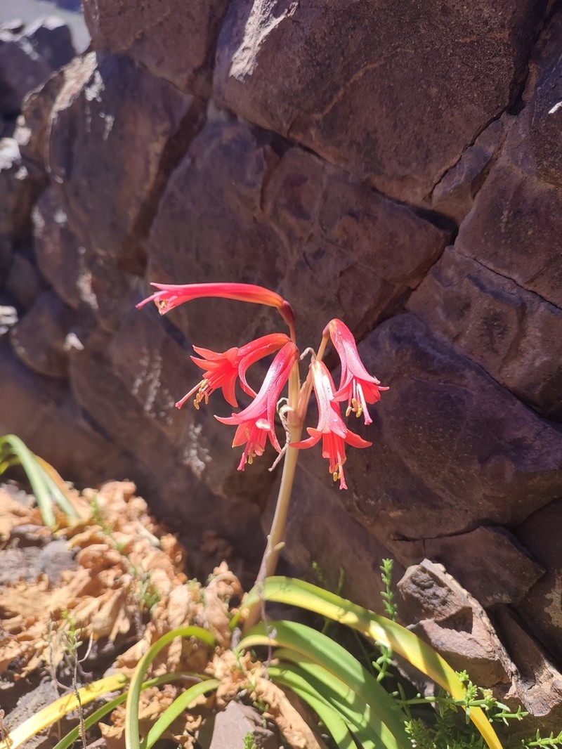 Zephyranthes cisandina photo 8